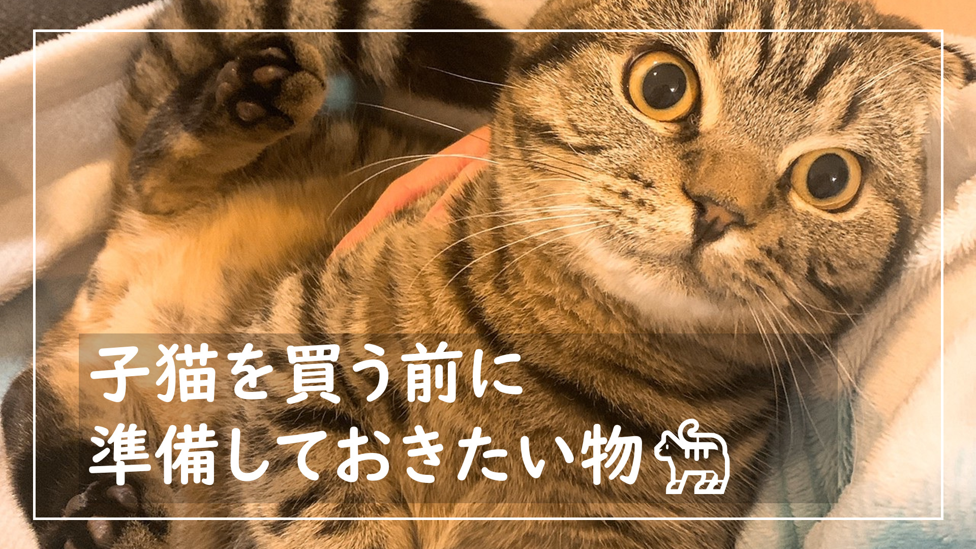 子猫を飼う前に準備しておきたい物！【これだけあればとりあえず大丈夫】